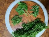 FS Spring stir-fry Cleavers, dead-nettles, chickweed and Jack-by-the-Hedge