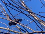 FS Starling singing 